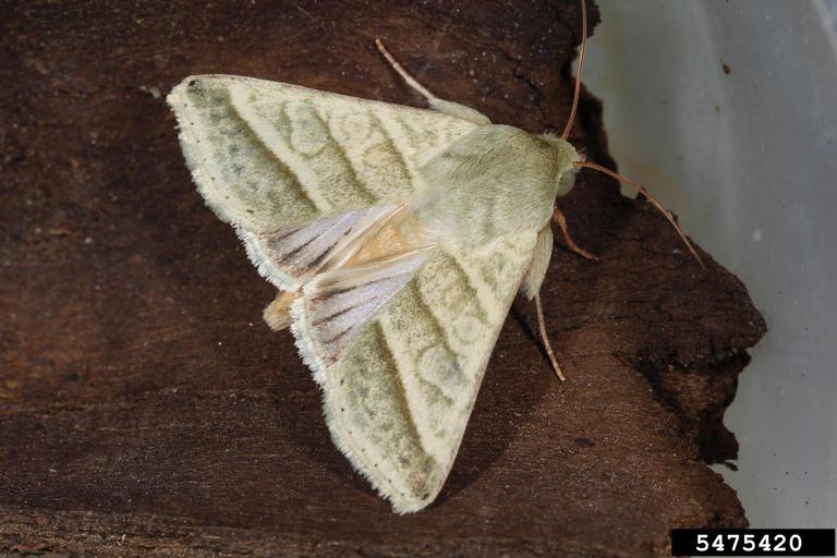 Heliothis virescens deals